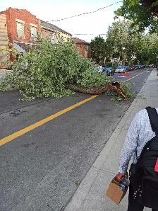 POST-STORM BRANCH-CUTTING & REMOVAL! 647-571-9326