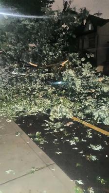 POST-STORM BRANCH-CUTTING & REMOVAL! 647-571-9326 - Photo 2
