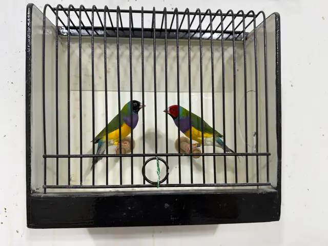 Gouldian finches for sale