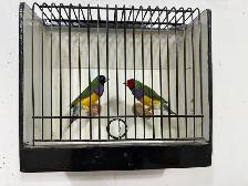 Gouldian finches for sale