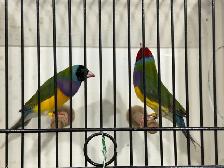 Gouldian finches for sale - Photo 2