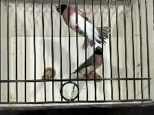 Gouldian finches for sale - Photo 3