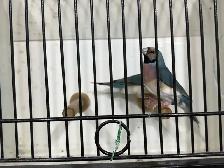 Gouldian finches for sale - Photo 4