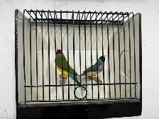 Gouldian finches for sale - Photo 5