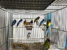 Gouldian finches for sale - Photo 6