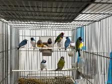 Gouldian finches for sale - Photo 7