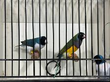 Gouldian finches for sale - Photo 8