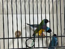 Gouldian finches for sale - Photo 9