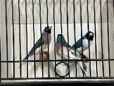 Gouldian finches for sale - Photo 10