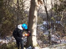 Tree Cutting Storm Cleanup