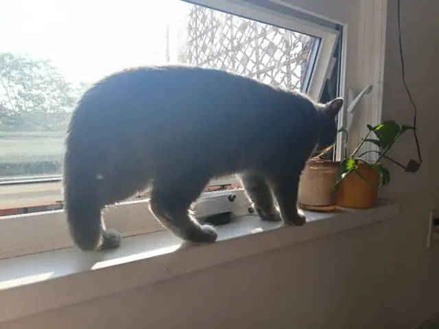 Female russian blue, british shorthair, tabby cat
