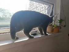 Female russian blue, british shorthair, tabby cat