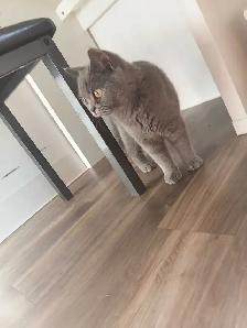 Female russian blue, british shorthair, tabby cat - Photo 3
