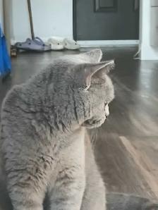 Female russian blue, british shorthair, tabby cat - Photo 4