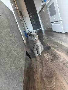 Female russian blue, british shorthair, tabby cat - Photo 5