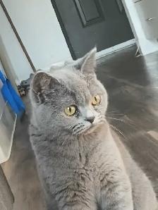 Female russian blue, british shorthair, tabby cat - Photo 6