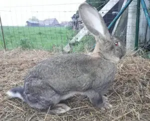 Lapin Géant à donner ! Doit partir