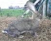 Lapin Géant à donner ! Doit partir