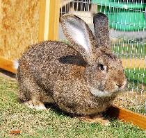 Lapin Géant à donner ! Doit partir - Photo 2
