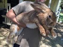 Lapin Géant à donner ! Doit partir - Photo 3
