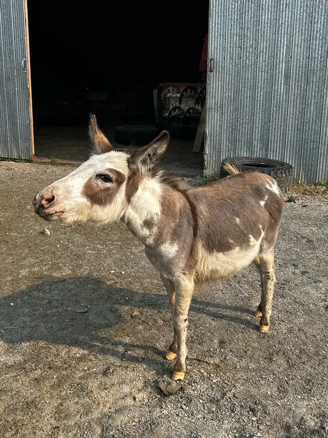Stud Rental