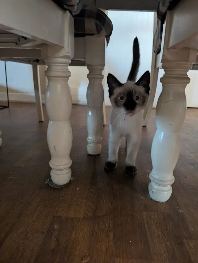 Stunning Siamese & Flame Point Himalayan Kittens - $300
