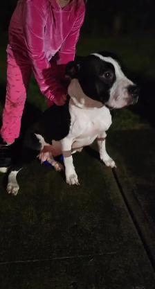 Dog. To re-home - Photo 3