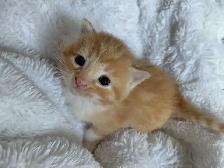 Beautiful Kittens- Ready Soon!