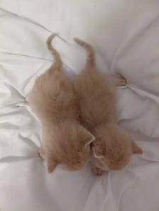 Beautiful Kittens- Ready Soon! - Photo 3