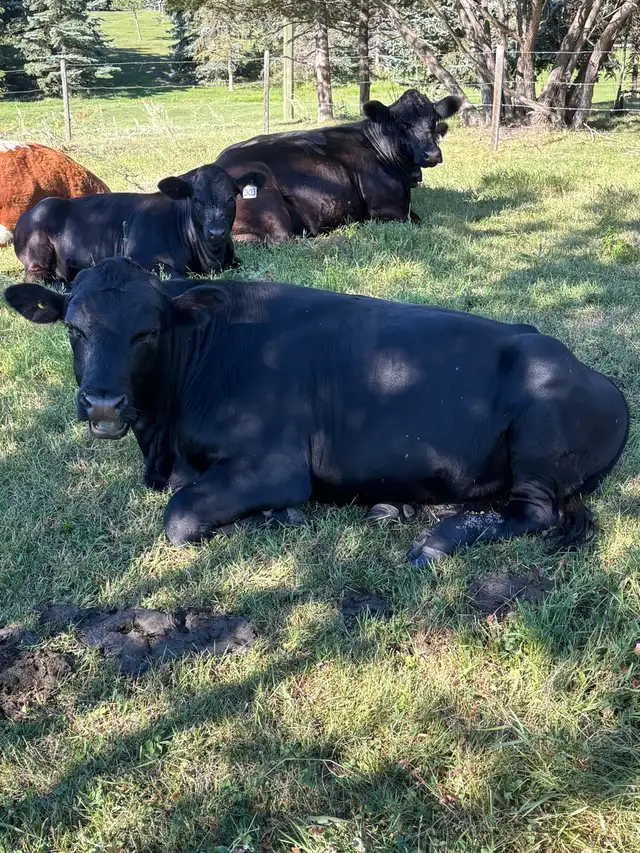 Young Commercial Bull
