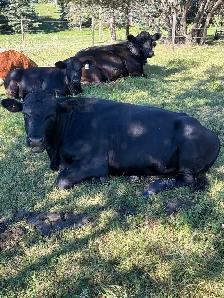 Young Commercial Bull