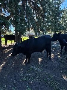 Young Commercial Bull - Photo 2