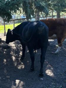 Young Commercial Bull - Photo 3