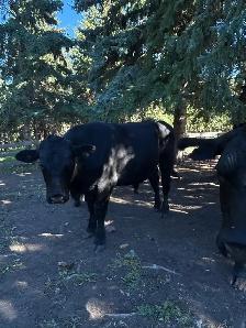 Young Commercial Bull - Photo 4