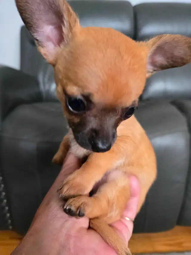Teeny tiny adorable female Chihuahua puppy