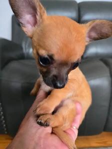 Teeny tiny adorable female Chihuahua puppy
