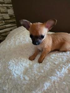 Teeny tiny adorable female Chihuahua puppy - Photo 2