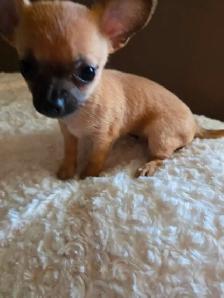 Teeny tiny adorable female Chihuahua puppy - Photo 3