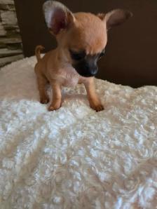 Teeny tiny adorable female Chihuahua puppy - Photo 4