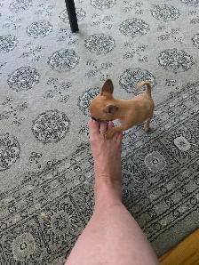 Teeny tiny adorable female Chihuahua puppy - Photo 5