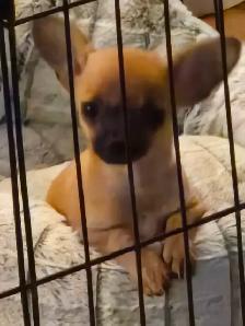 Teeny tiny adorable female Chihuahua puppy - Photo 6
