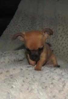 Teeny tiny adorable female Chihuahua puppy - Photo 8