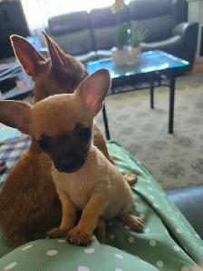 Teeny tiny adorable female Chihuahua puppy - Photo 10