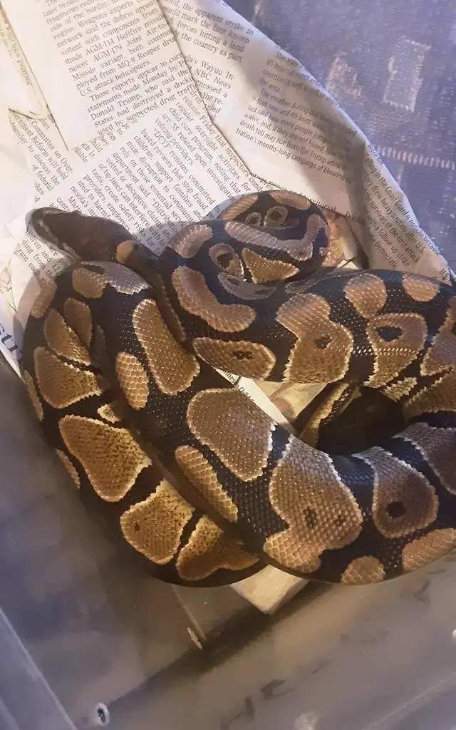 Ball pythons for sale