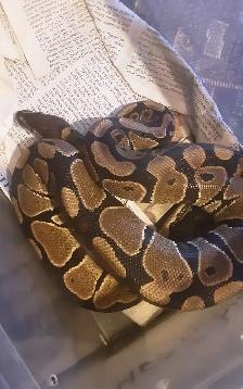 Ball pythons for sale