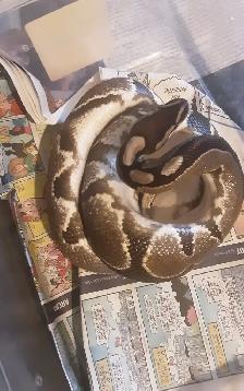 Ball pythons for sale - Photo 2