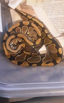 Ball pythons for sale - Photo 3