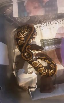 Ball pythons for sale - Photo 4