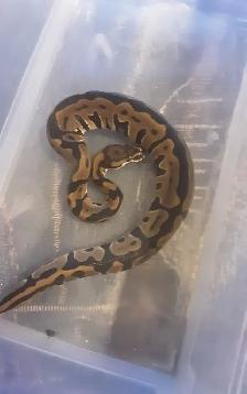Ball pythons for sale - Photo 5