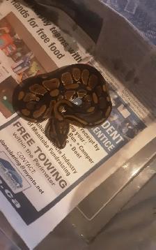 Ball pythons for sale - Photo 6
